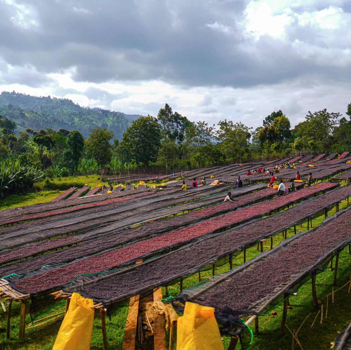 Beneath the Canopy: Sun-Kissed Beans of Kubi Coffee