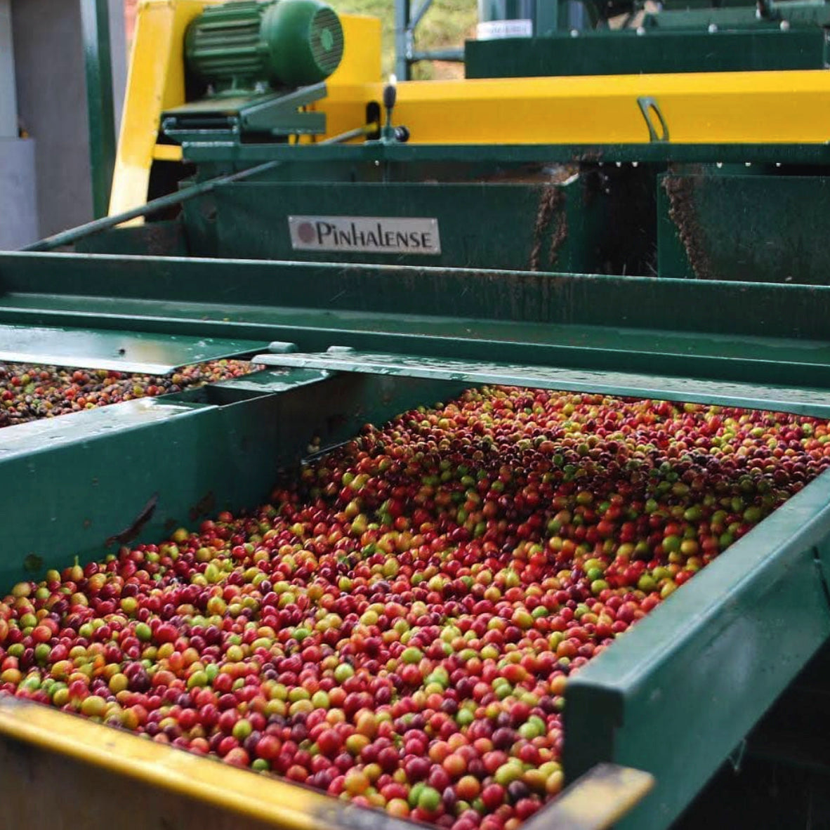 The Symphony of Selection: Where Kubi Coffee Begins